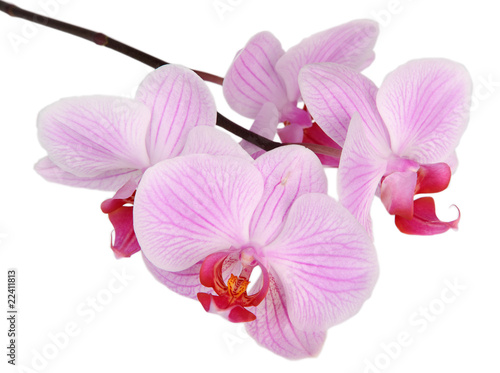 Pink stripy phalaenopsis orchid