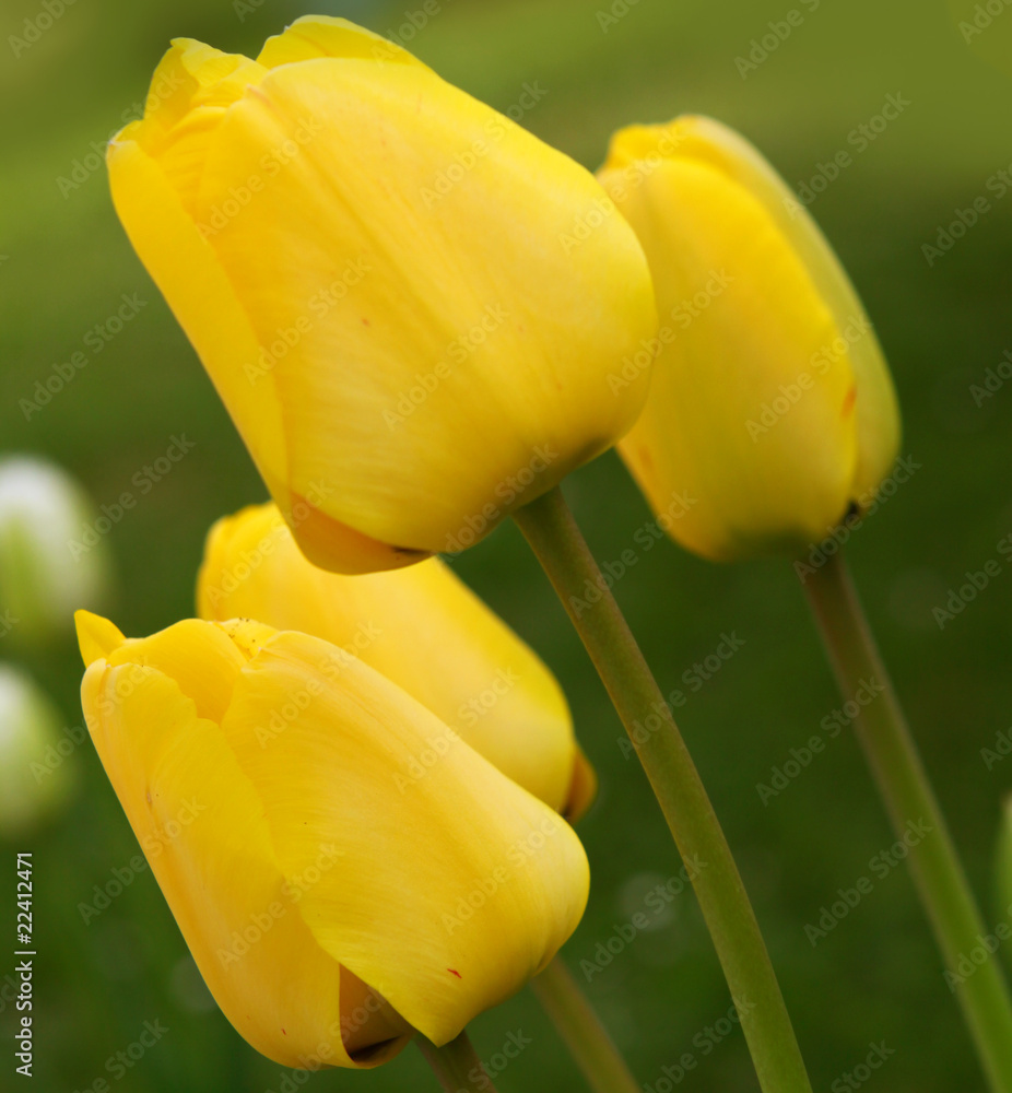Fototapeta premium gelbe tulpen