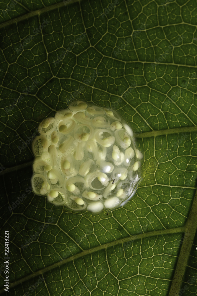 Obraz premium frog eggs