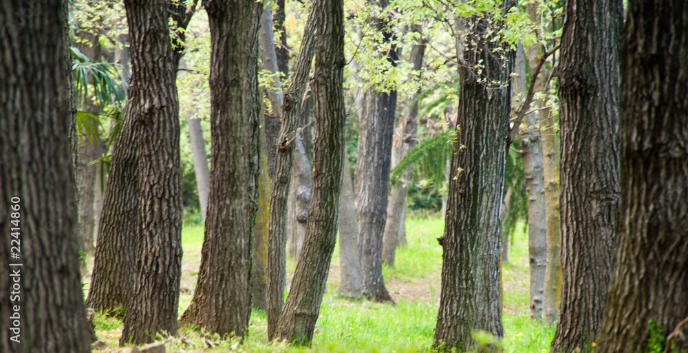 A tranquil forest scene on a spring day at dusk A tranquil forest scene on a spring day at dusk