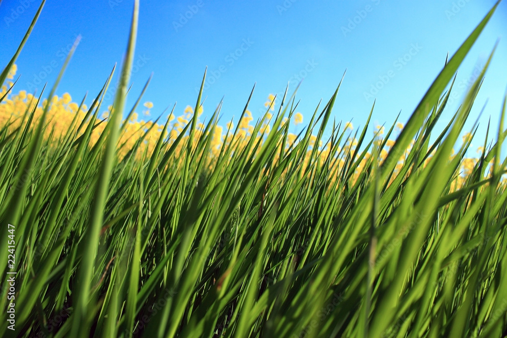 Fototapeta premium fresh green grass