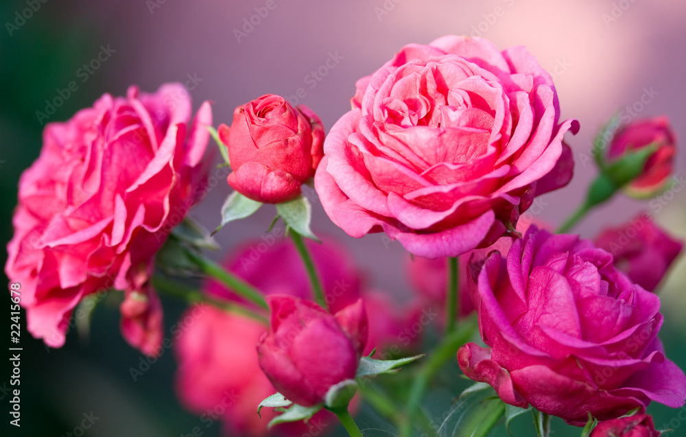 pink roses on green grass background pink roses on green grass background