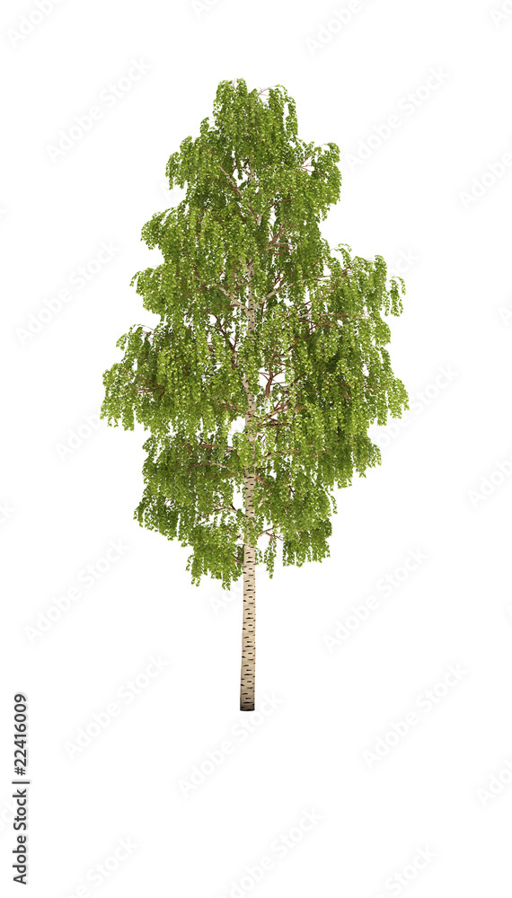 Obraz premium tree birch cg