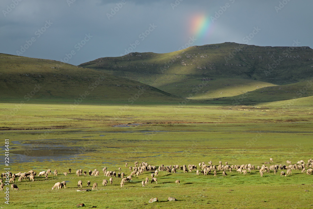 Flock of sheep grazing on green pasture, southern Africa