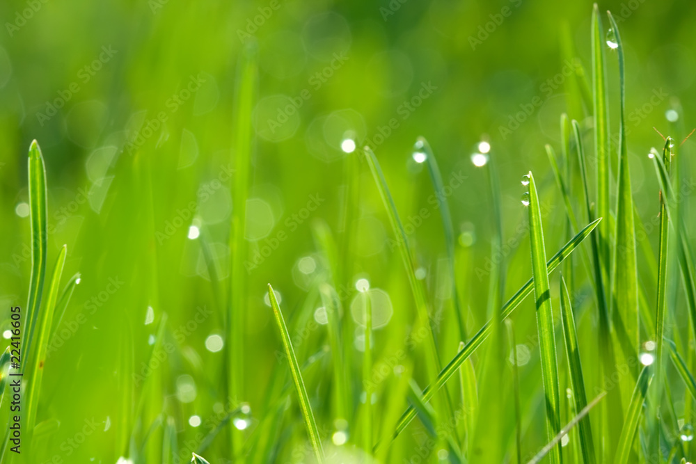 Fototapeta premium green grass