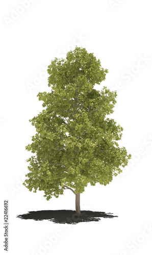 tree common shadow cg photo