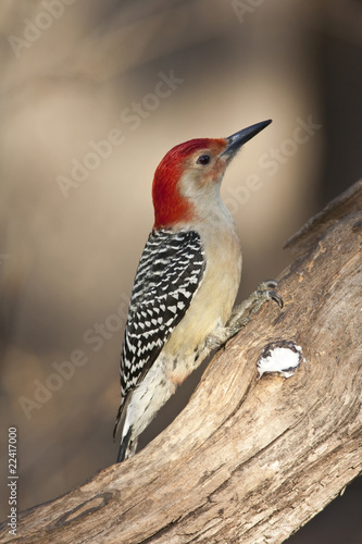 Red-bellied Woodpecker (metanerpes carolinus)