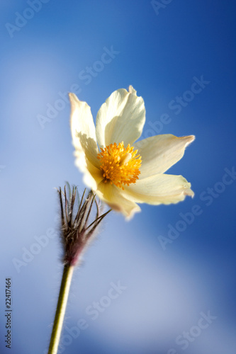 spring flower fresh head snowdrop