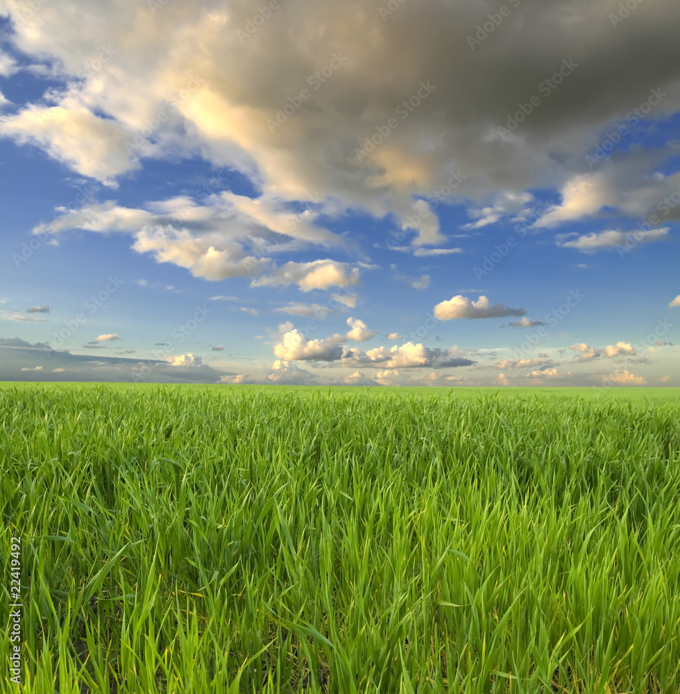 Obraz premium green grass and blue sky