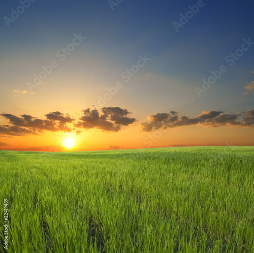 green grass on a background beautiful sunset