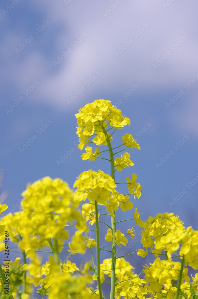 菜の花 菜の花