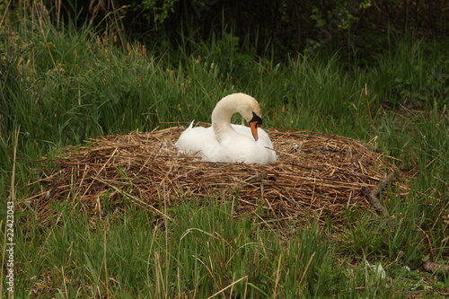 Swan on straw nest