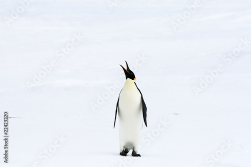 Emperor penguin  Aptenodytes forsteri 