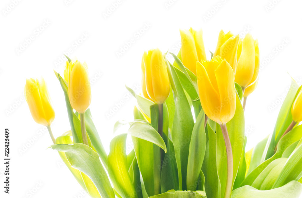 Fototapeta premium Tulips