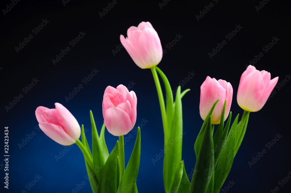 Fototapeta premium Różowe tulipany.