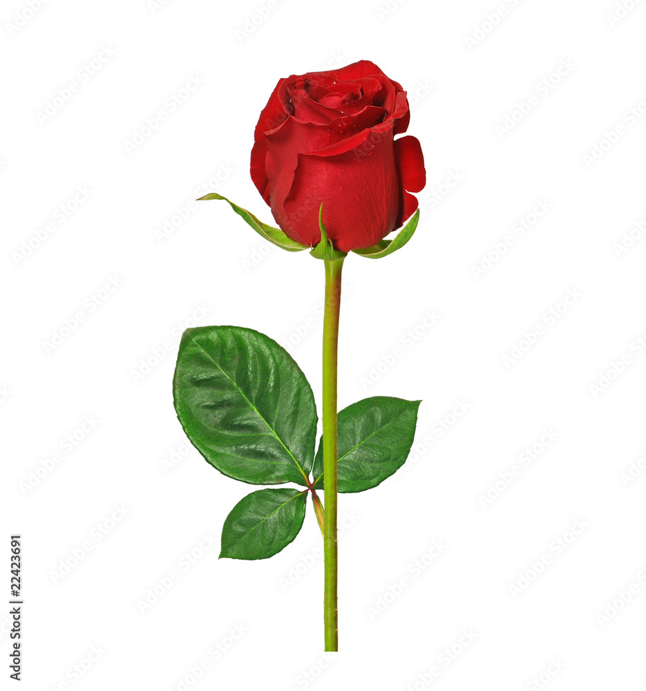 Beautiful rose isolated on white background Beautiful rose isolated on white background