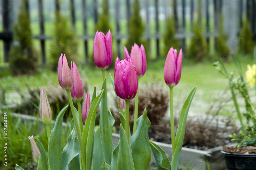 Naklejka premium tulipany