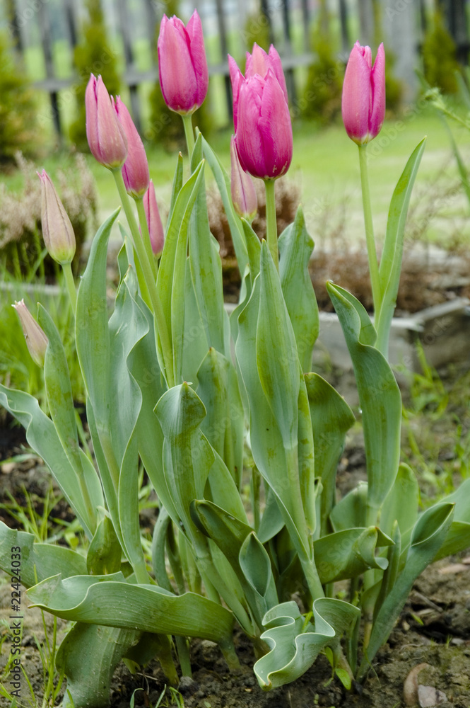 Obraz premium tulipan