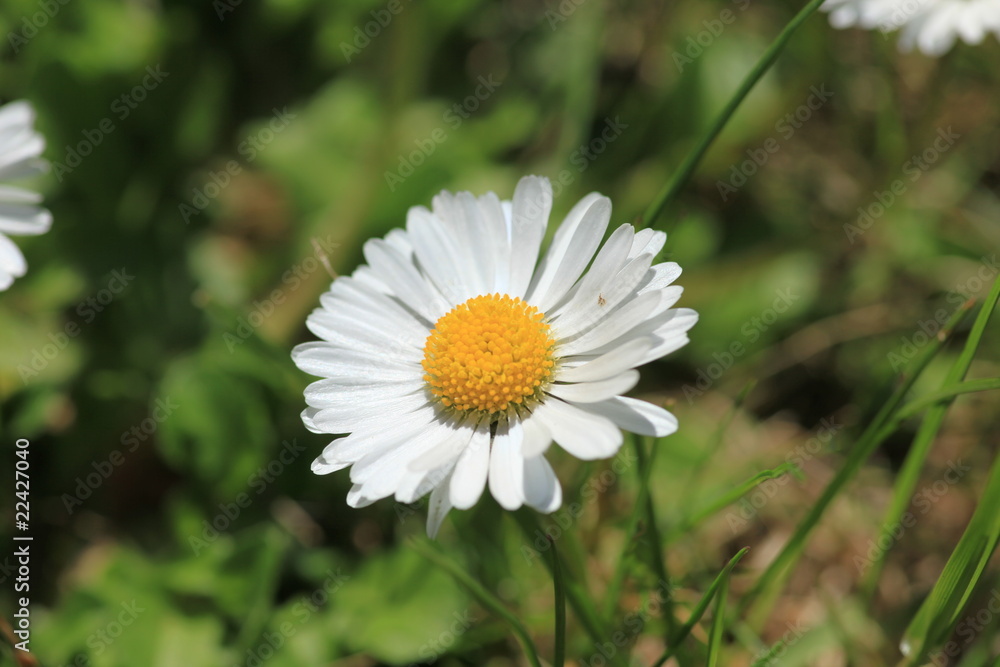 Obraz premium Gänseblümchen