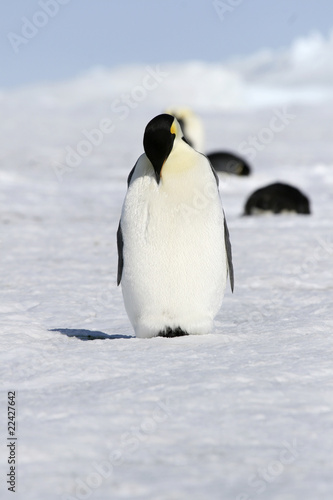 Emperor penguin  Aptenodytes forsteri 