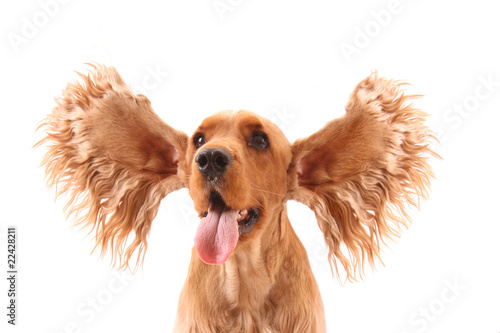 Cocker spaniel with flying ears isolated on white. Very expressi