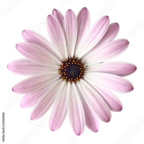 Light Violet Daisy