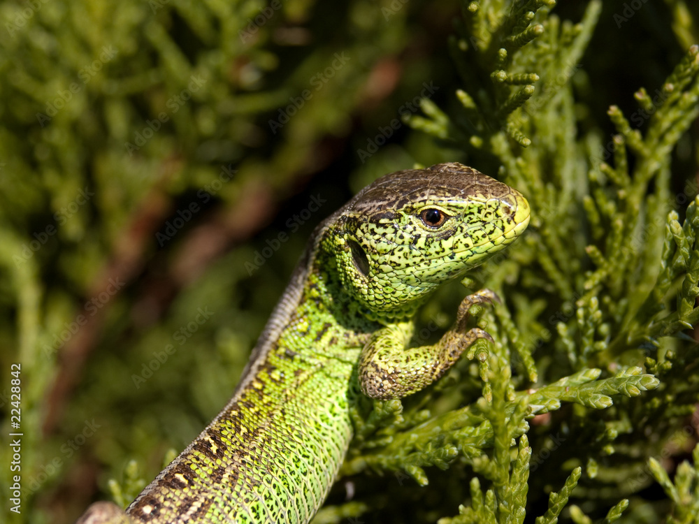 Fototapeta premium Portrait einer männlichen Zauneidechse