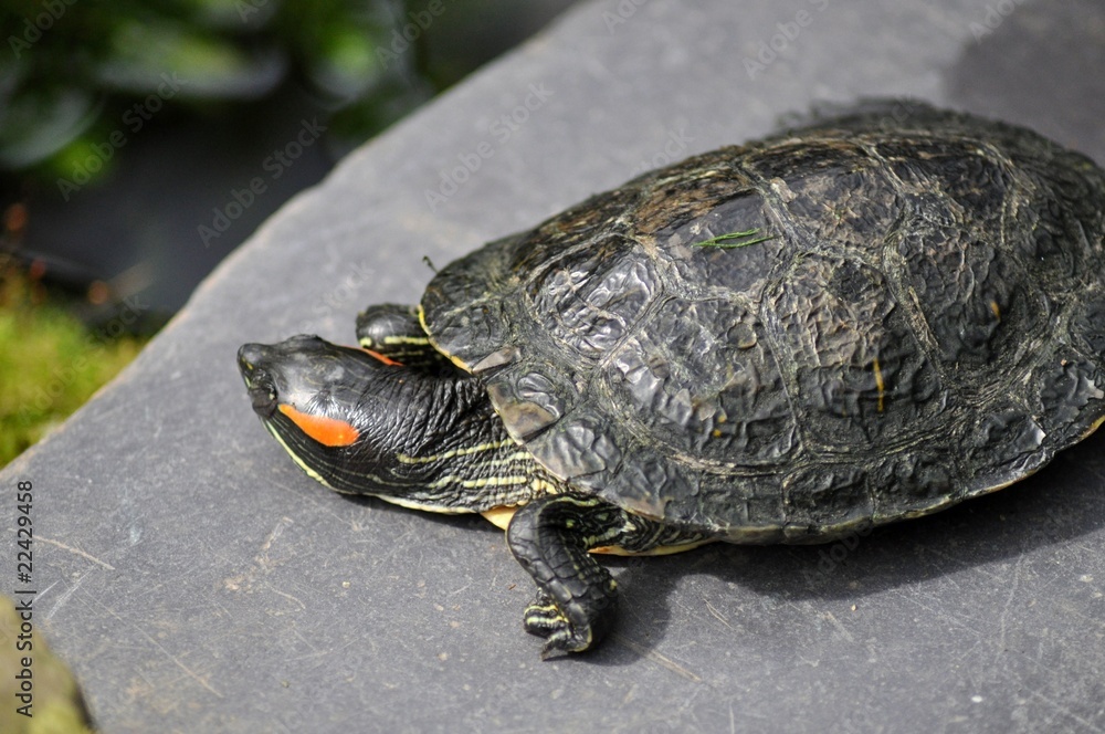Fototapeta premium Tortoise