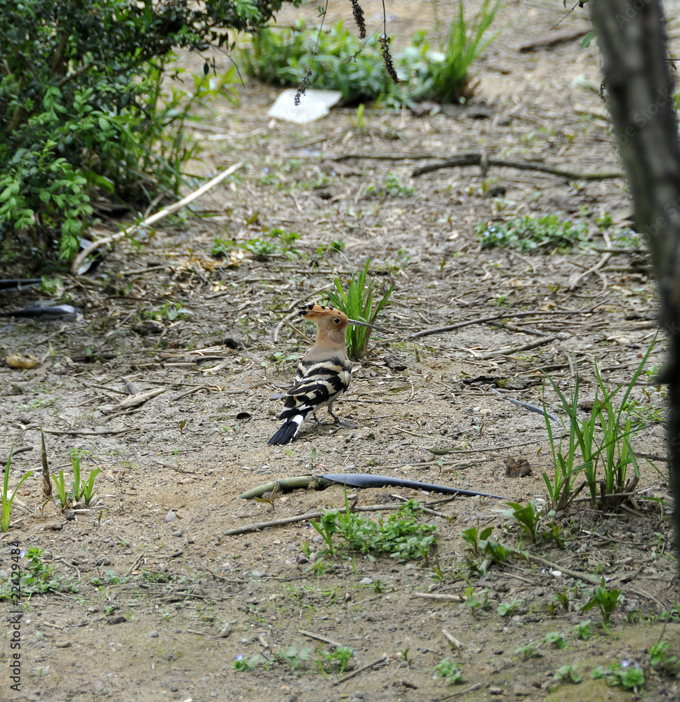 Fototapeta premium Upupa a terra