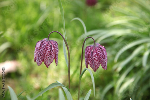 Fototapeta Naklejka Na Ścianę i Meble -  Fritillaria Meleagris