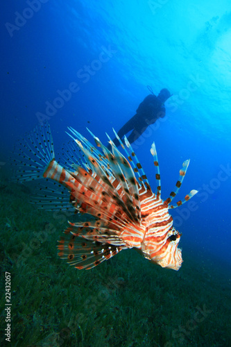 Lionfish and Scuba Diver