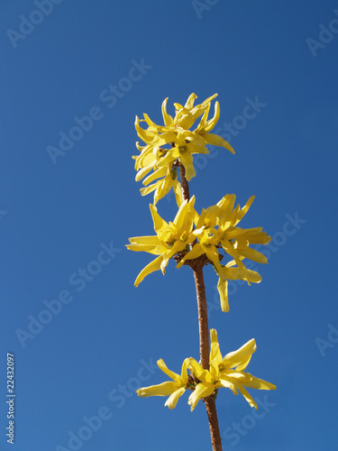 Blossoming branch of a tree against the sky