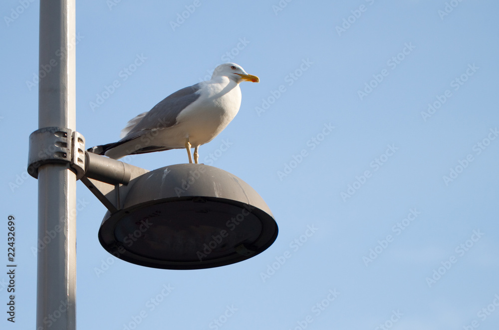 Obraz premium Seagull