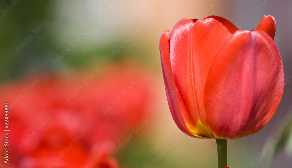 Fototapeta premium Red tulips