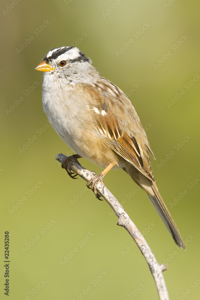 Fototapeta premium Crowned Sparrow Perched