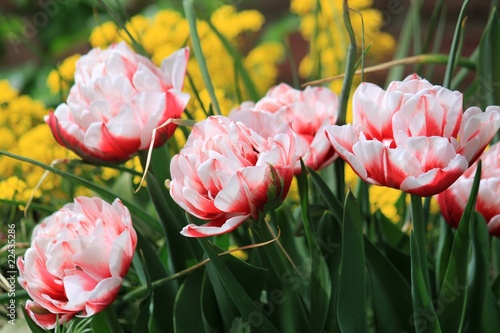 Billede på lærred Tulpen-Schönheit