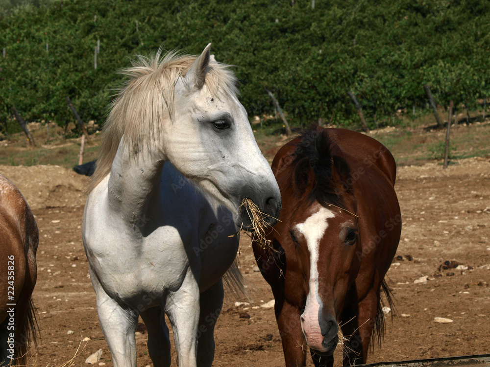 Fototapeta premium horse - a wonderful pet and friend