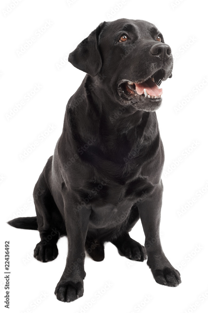 sitting Black Retriever Labrador Dog isolated