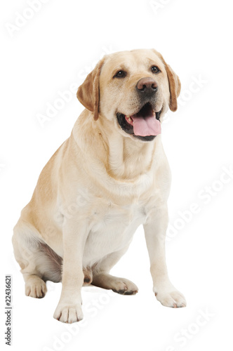 Yellow Retriever Labrador Dog