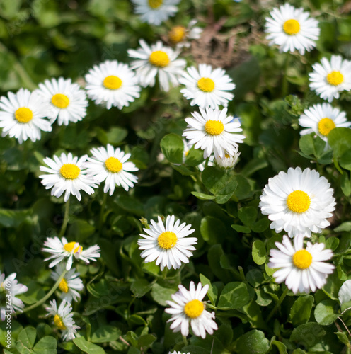 Daisies