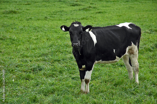 Cow In Field