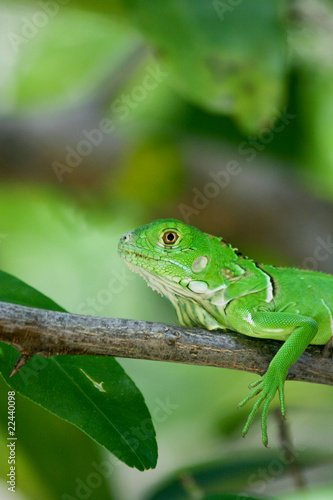 Wallpaper Mural Iguana en una rama Torontodigital.ca