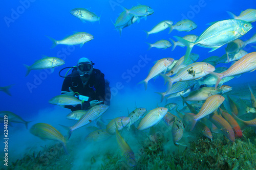 Scuba Diver swims through Shoal of Goatfish