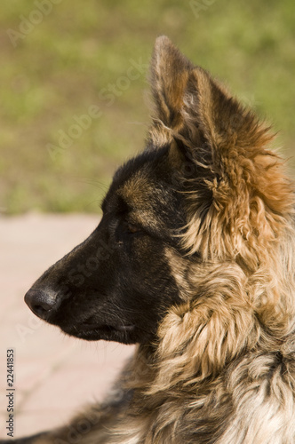 ship dog