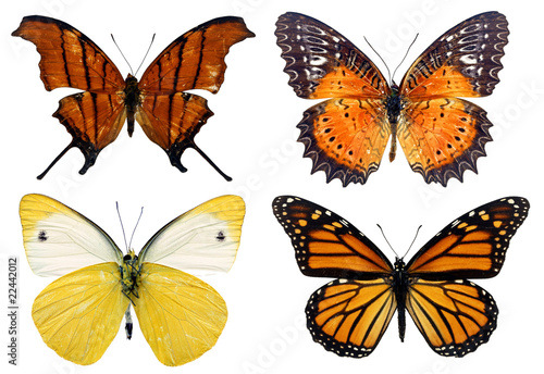 Some various butterflies isolated on white