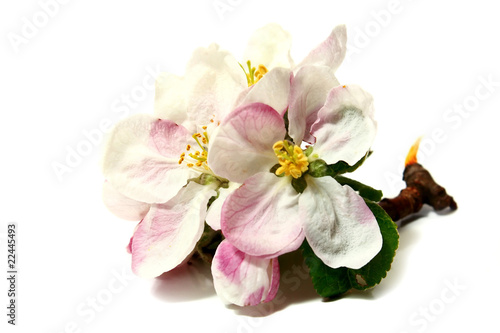 flowers of apple-tree on a branch