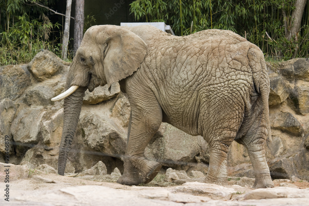 Fototapeta premium elephant