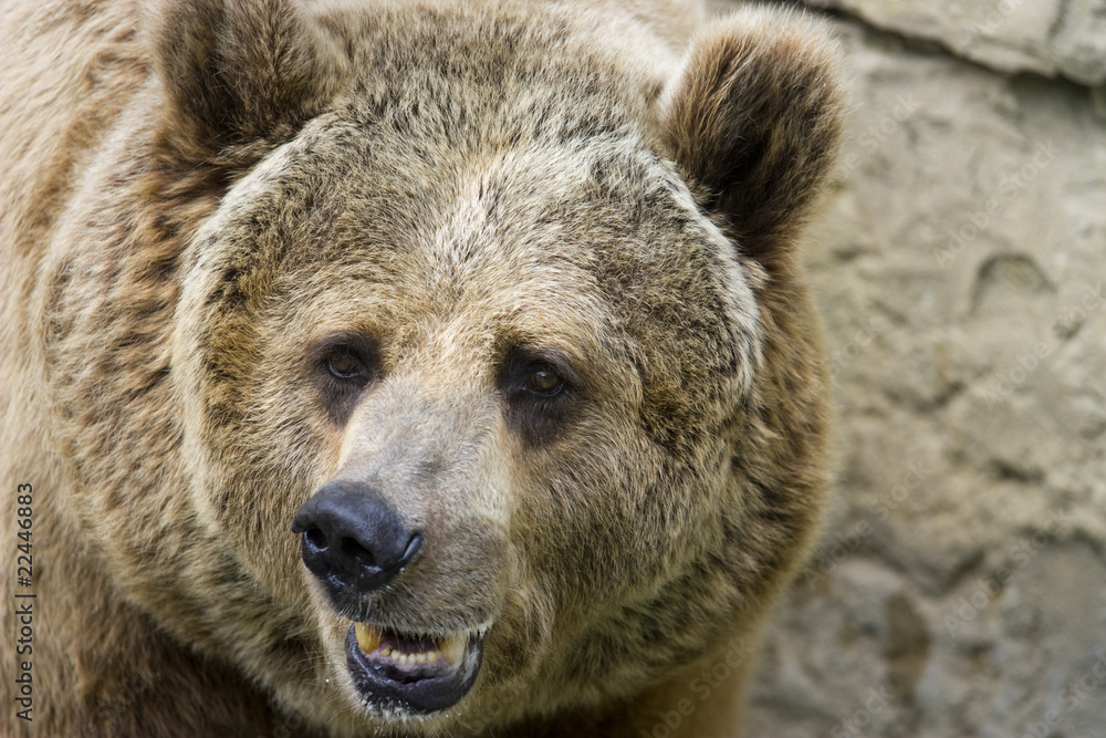 Obraz premium Grizzly bear