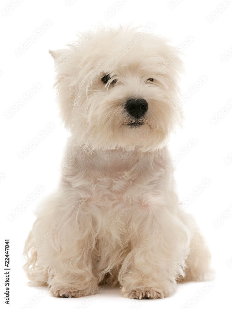 West highland white terrier puppy