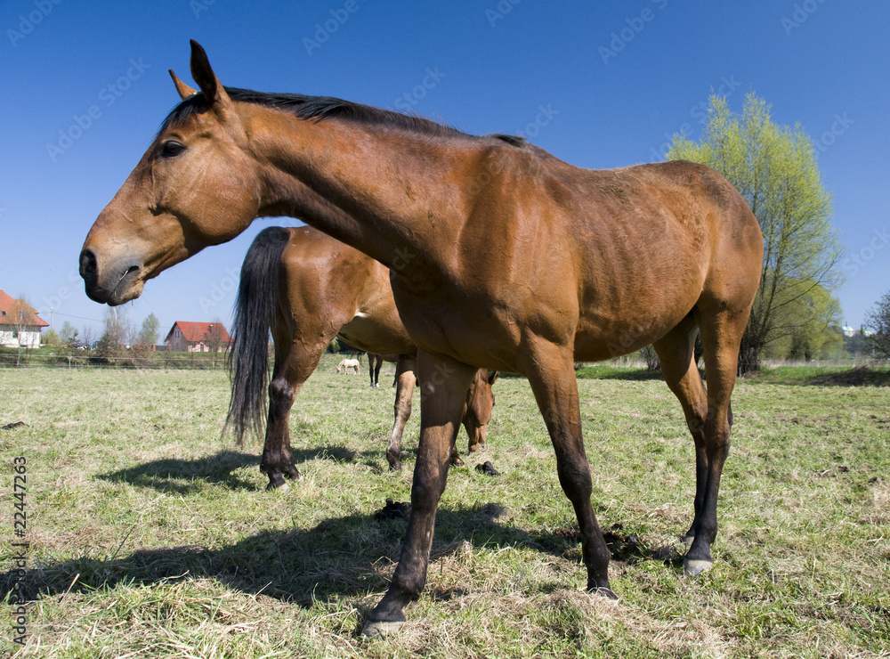 english horse race